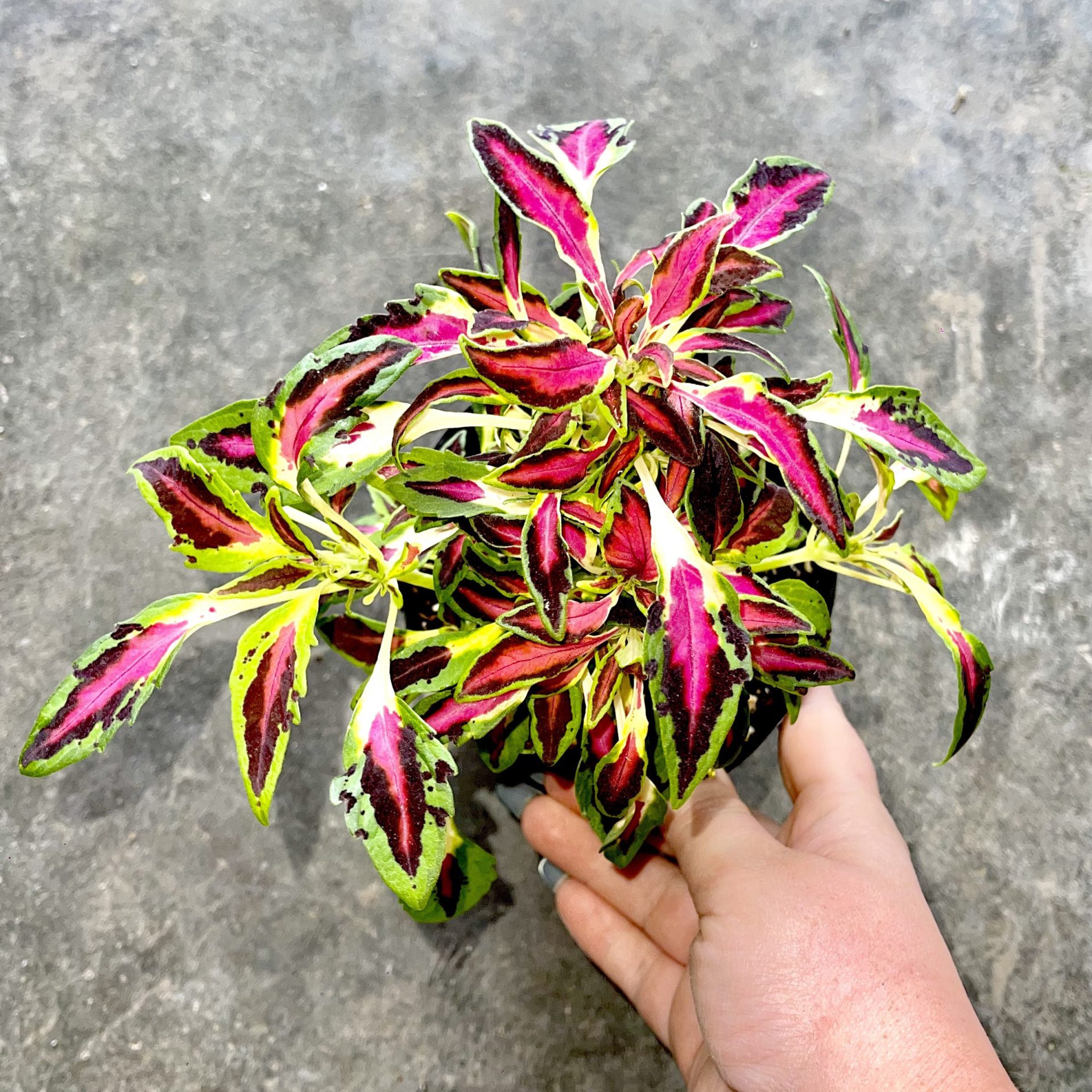 Growing Coleus as a Tree: A Guide on Coleus Tree Care. - MH News